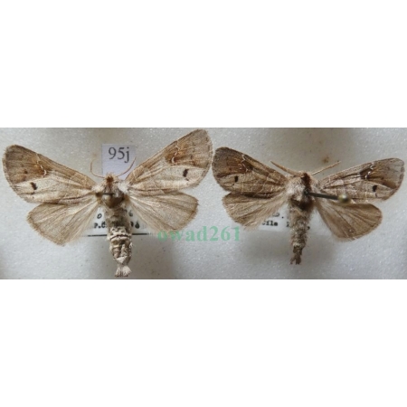 Clostera anachoreta (Denis & Schiffermüller, 1775) pair Wzjeżdżka rokitnica Czech95j
